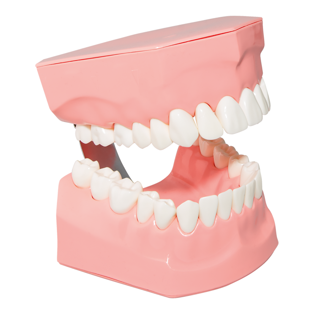 2051 paro®Teeth model large